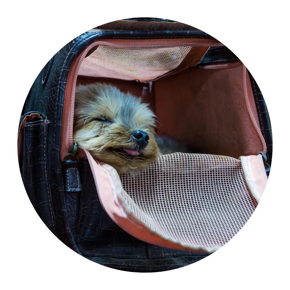 Dog packs Dog packs