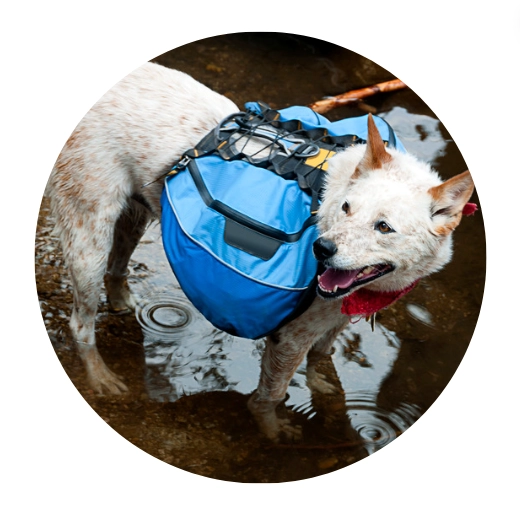 Dog Backpacks for Camping Dog Backpacks for Camping