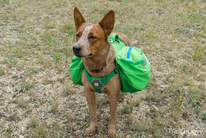 Ruffwear Approach Dog Pack