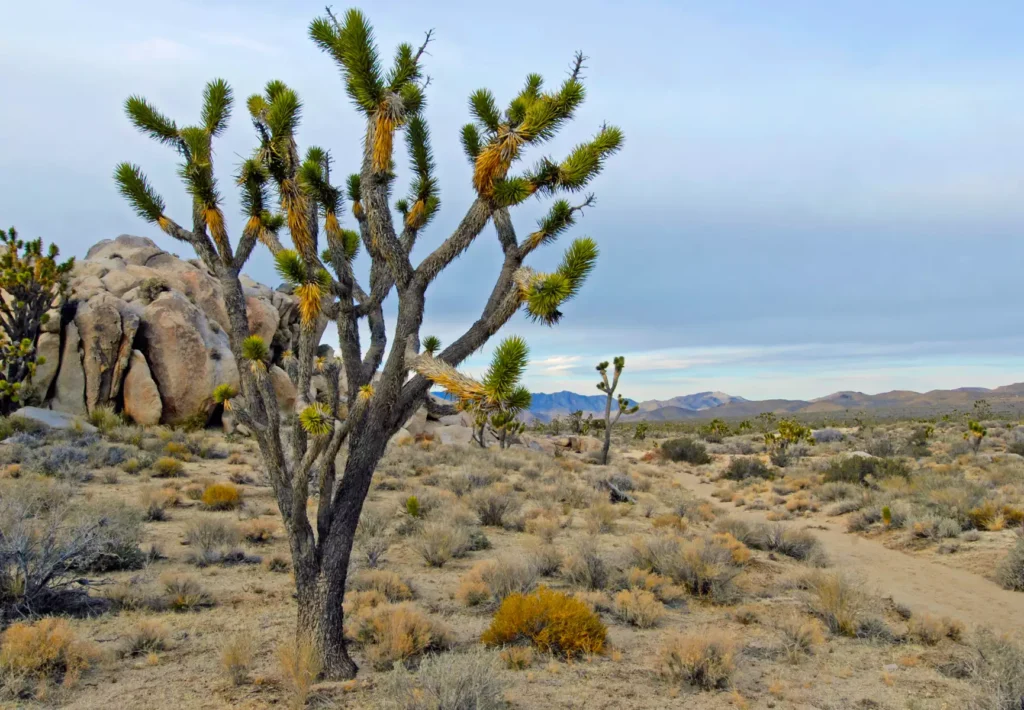 Black Canyon Campground Desert Campgrounds 3